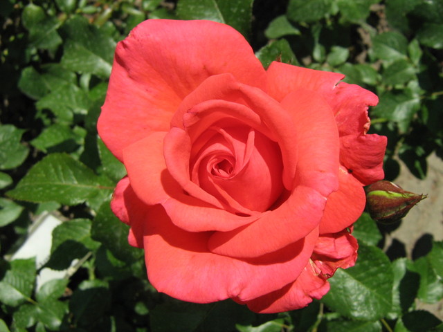 róża 1