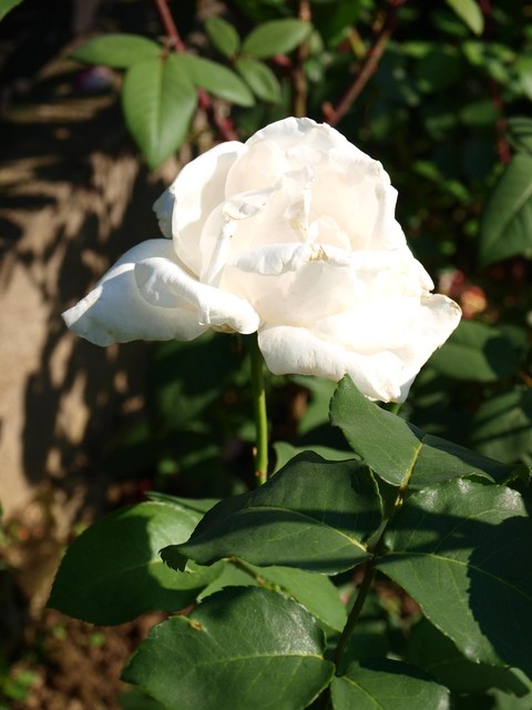 Róża biała