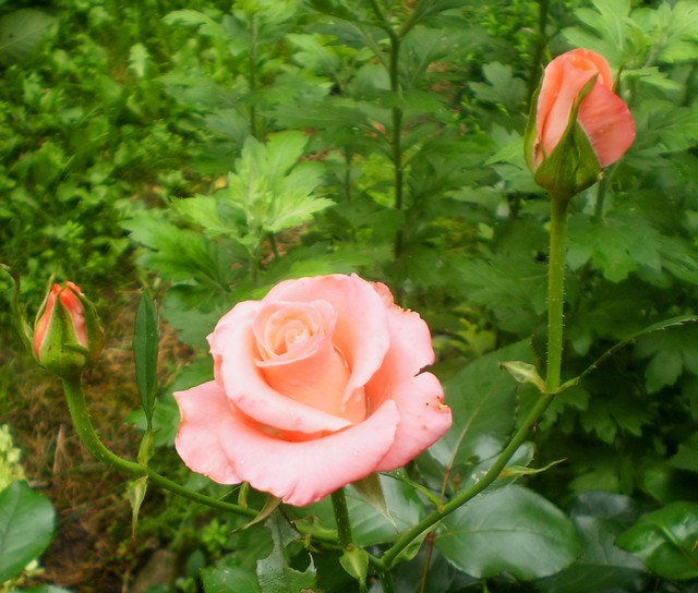 Różowe róże :)