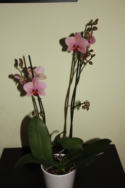 Storczyk Phalaenopsis