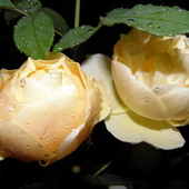 'Graham Thomas'  róża