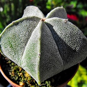 Astrophytum Myriosti