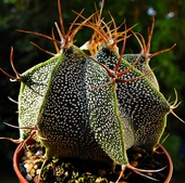 Astrophytum Ornatum 