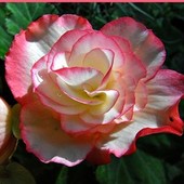 Begonia biało różowa