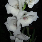 biały kwiat ............