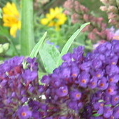 Budleja Dawida - zwana motylim kwiatem