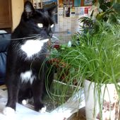 coś co koty lubią najbardziej (z zieleniny)-kocia trawa