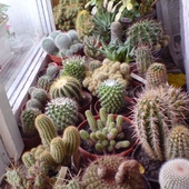 Cześć mojej małej kolekcji kaktusów :) 