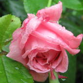 Deszczowa róża...