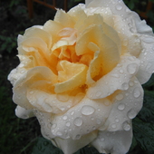 Deszczowa róża