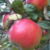 dojrzewające jabłka
