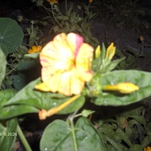 Dziwaczek ..kwiat po otworzeniu odmina mieszna z zolty i fiolet