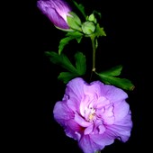 Hibiscus-Lavender Chiffon