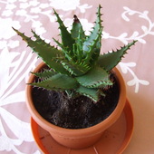 Kaktus Aloe
