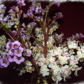 kwiaty kasztanu  w wazonie