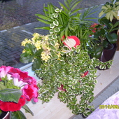 kwiaty na  Dzien Matki