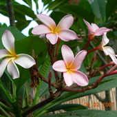 kwiaty N.Caledoni