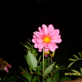 Kwiaty nocą-Dalia