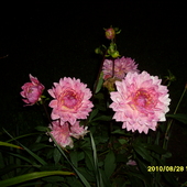 kwiaty nocą-dalia