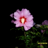 Kwiaty noocą-hibiskus