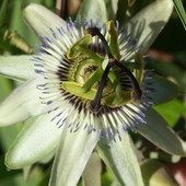 Męczennica-Passiflora