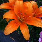 pomarańczowa lilia