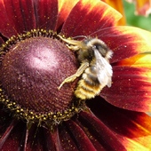 Przygody Pszczółki