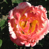 róża 3
