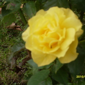 róża :)