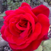 Róża --dla Ciebie