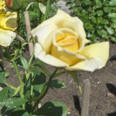 Róża ogrodowa