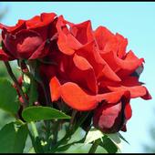 Róża pnąca -drugie kwitnienie:)