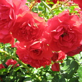 róże... nie same :)