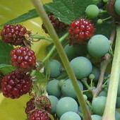 sąsiedztwo owoców winogrona i jeżyn w słoneczku