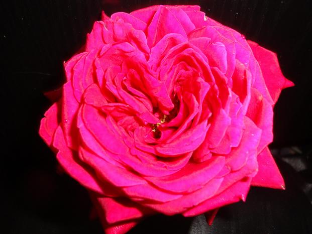 Dla Majki róża z sercem