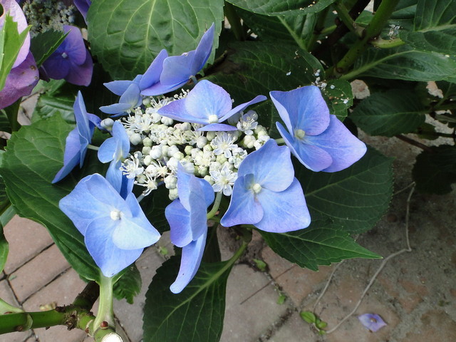 hortensja niebieska