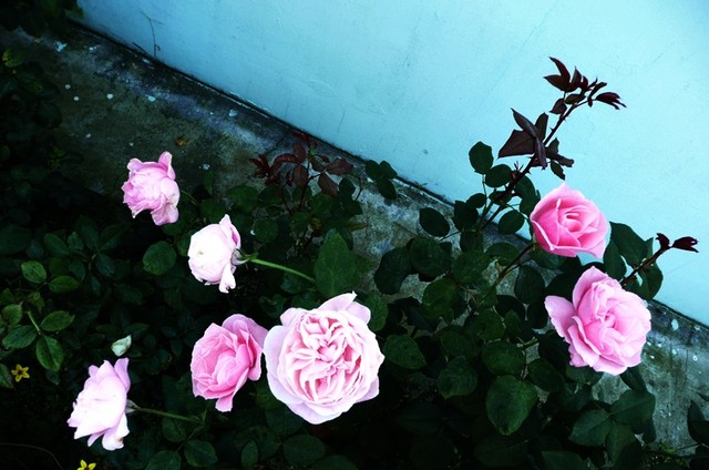 max różowych róż