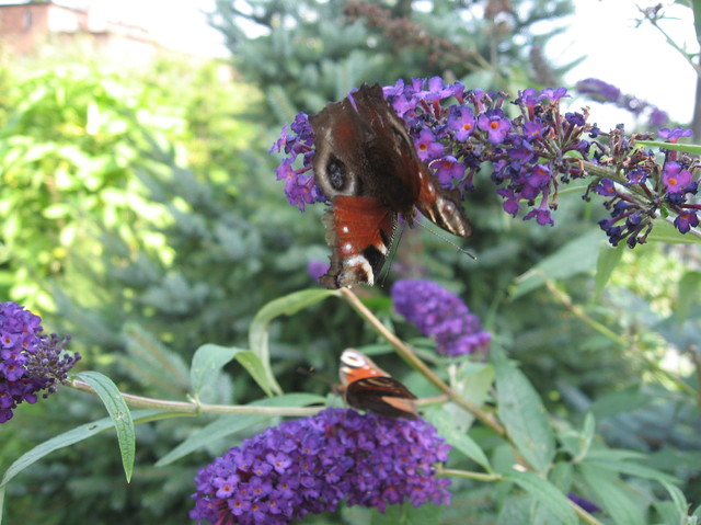 motyle i kwiaty - pachnące