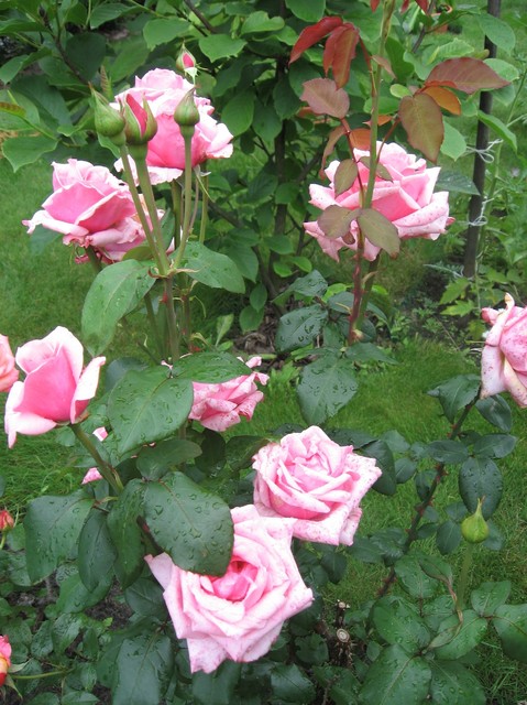różowe róże- super zapach