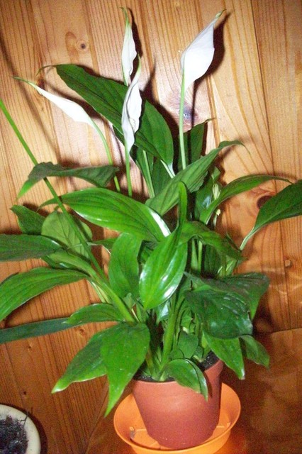 Skrzydłokwiat, Spathiphyllum wallisii