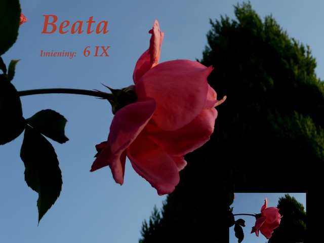 Beata  6 IX