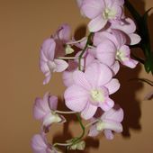 Dendrobium Phal
