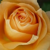 Herbaciana róża u Madzi