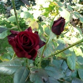 jesienne róze