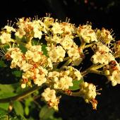 Kalina sztywnolistna (Viburnum rhytidophyllum)...