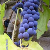 Kiść winogrona