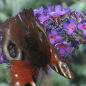 Motyle I Kwiaty - Pa