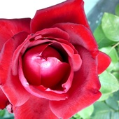 róża dla różanej dziewczyny- Majeczko dla Ciebie