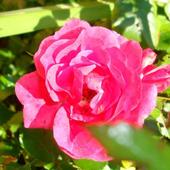 Róża Rabatowa