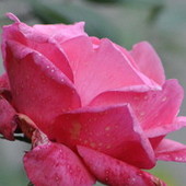 Różana-różowa...